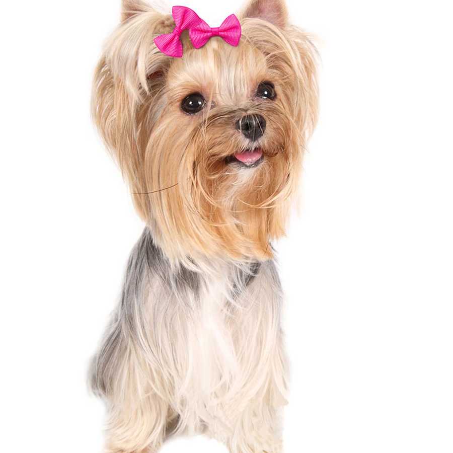 Opinie Kolorowy Pies z Bowknotem - udekoruj sierść swojego szczenia… sklep online