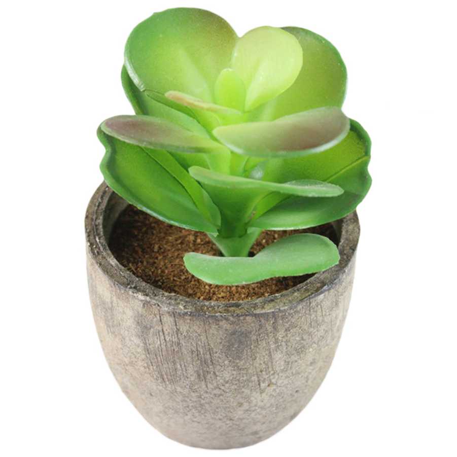 Tanio Zielone sukulenty Bonsai - dekoracyjne rośliny do domu i ogr… sklep