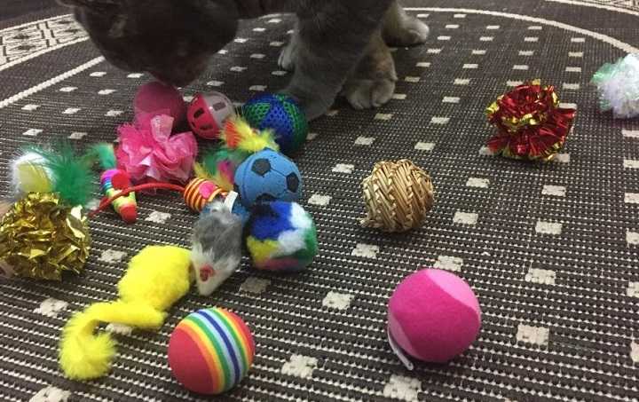 Zabawki dla zwierząt domowych - Westrice 18 różnorodność Min…