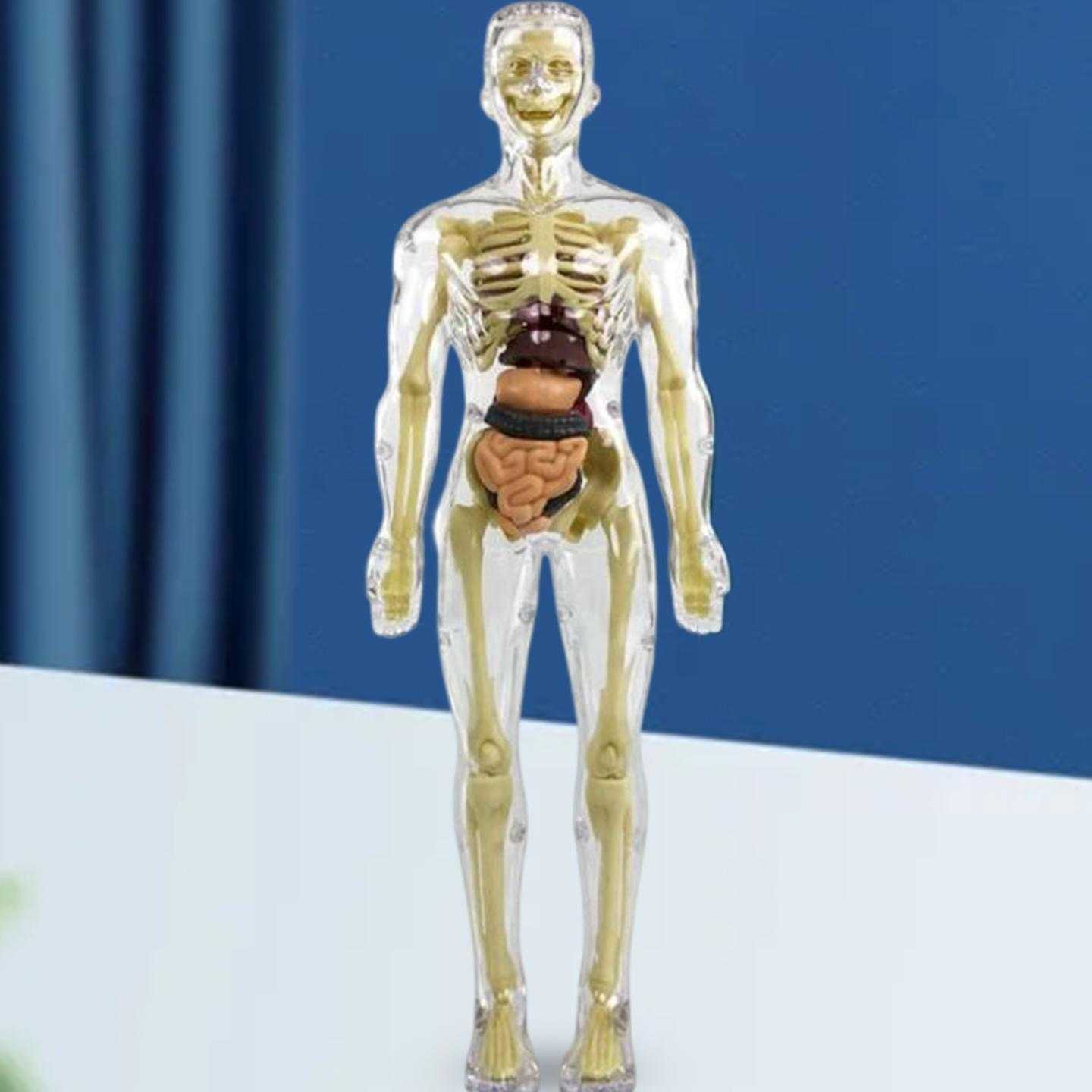 Tanio Life Size ciało Model szkieletu pomoc dydaktyczna materiał M… sklep