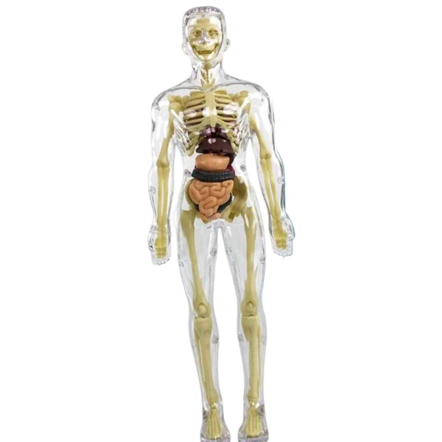 Tanio Life Size ciało Model szkieletu pomoc dydaktyczna materiał M… sklep