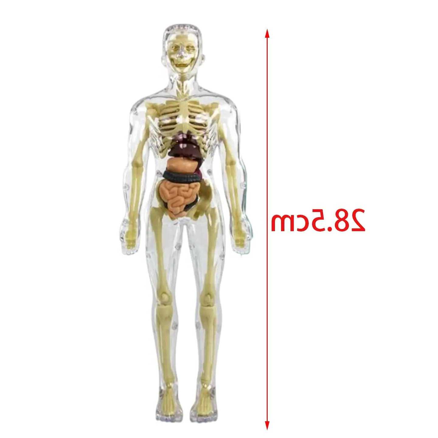 Tanie Life Size ciało Model szkieletu pomoc dydaktyczna materiał M…