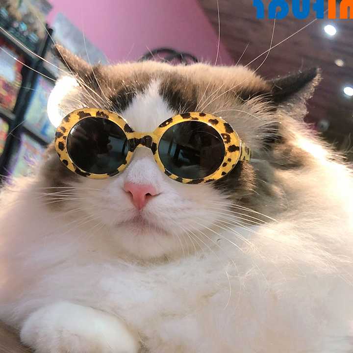 Tanie Okulary Cat fajne zwierzątko dla małych psów moda okrągłe ok…